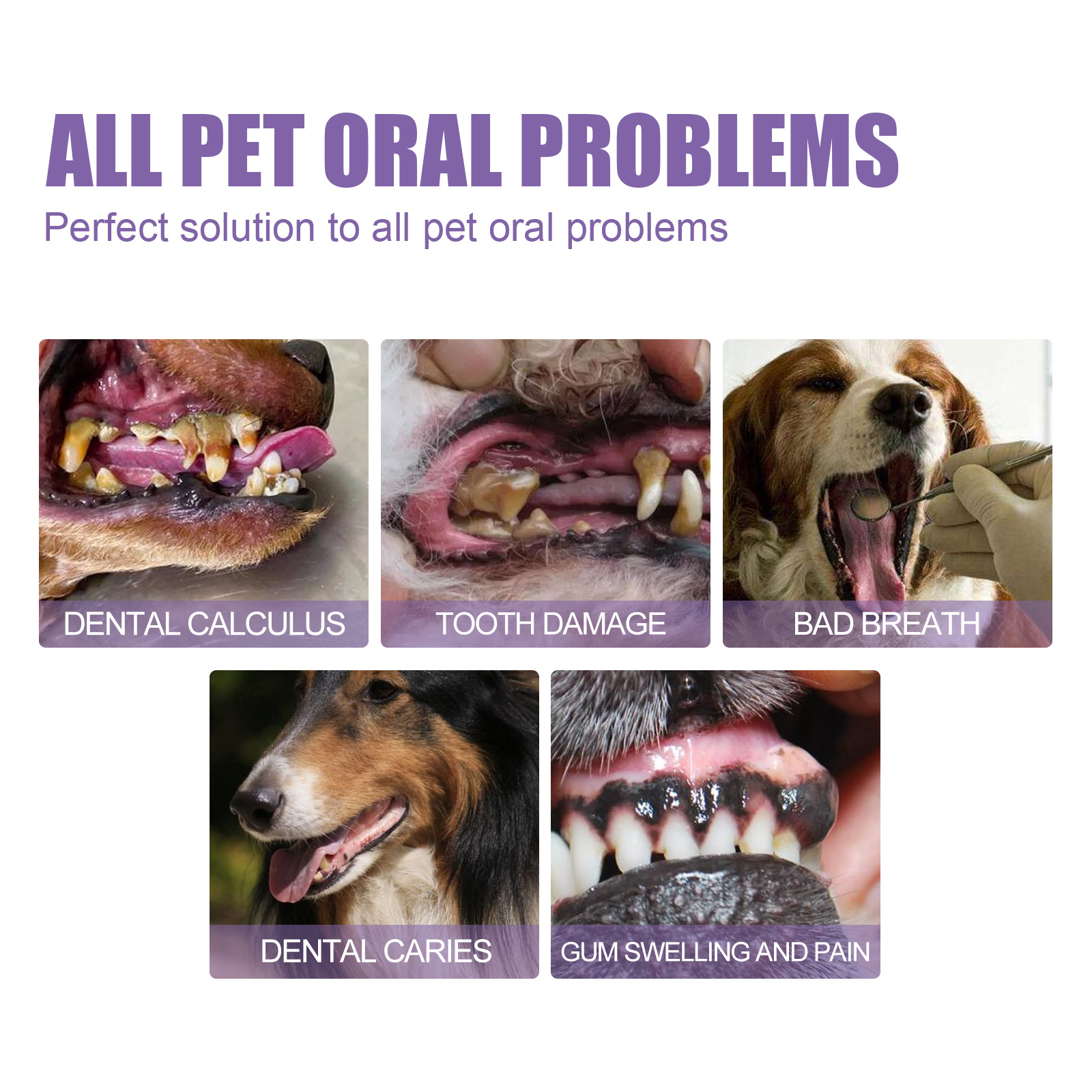 Pet Oral Repair Gel Puppy Tart - مراجعة Teeth Whitening From Home وسعره