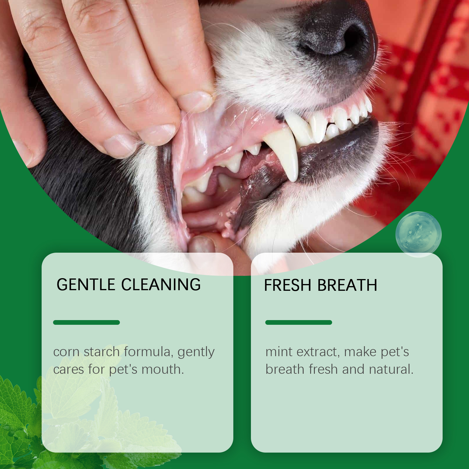 Pet Teeth Cleaning Powder Redu - مراجعة Teeth Whitening From Home وسعره